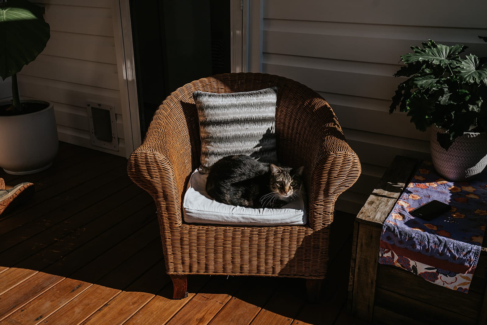 Cat on rattan chair